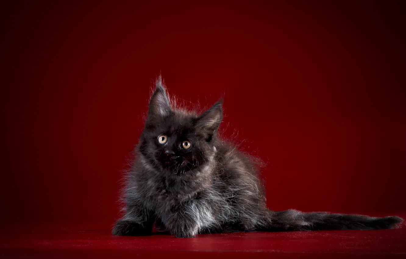 Photo wallpaper cat, baby, kitty, Maine Coon