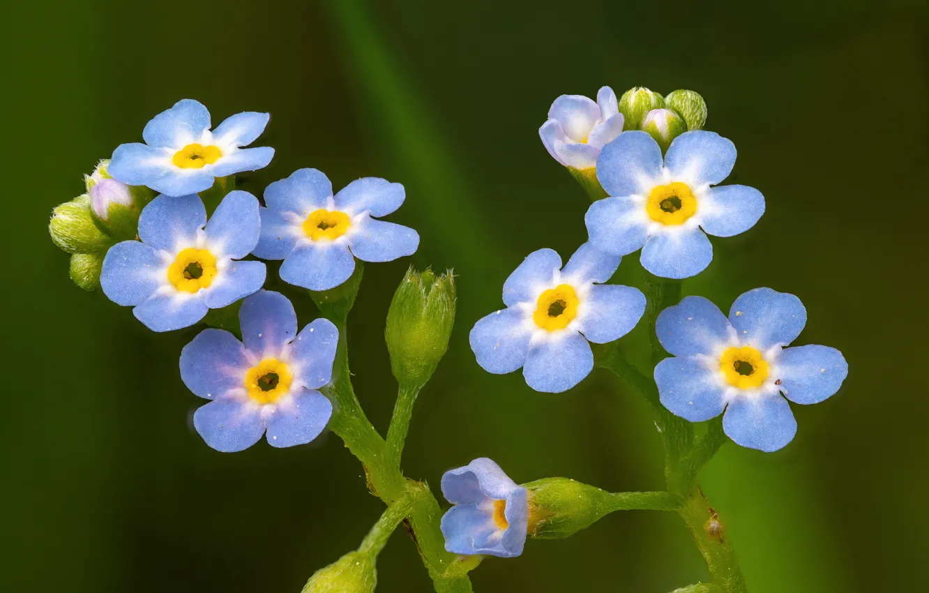 Photo wallpaper macro, background, forget-me-nots