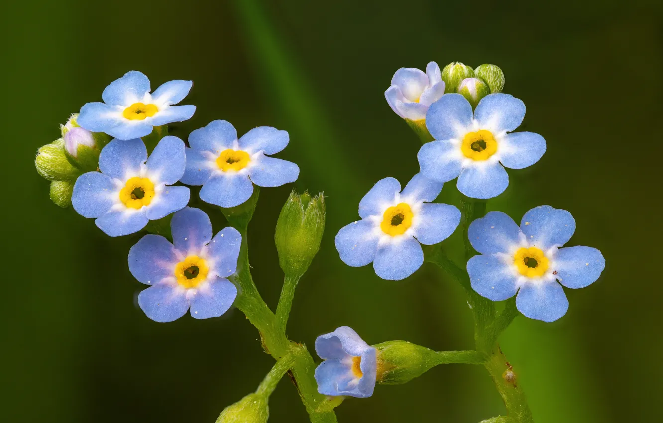 Photo wallpaper macro, background, Forget-me-nots
