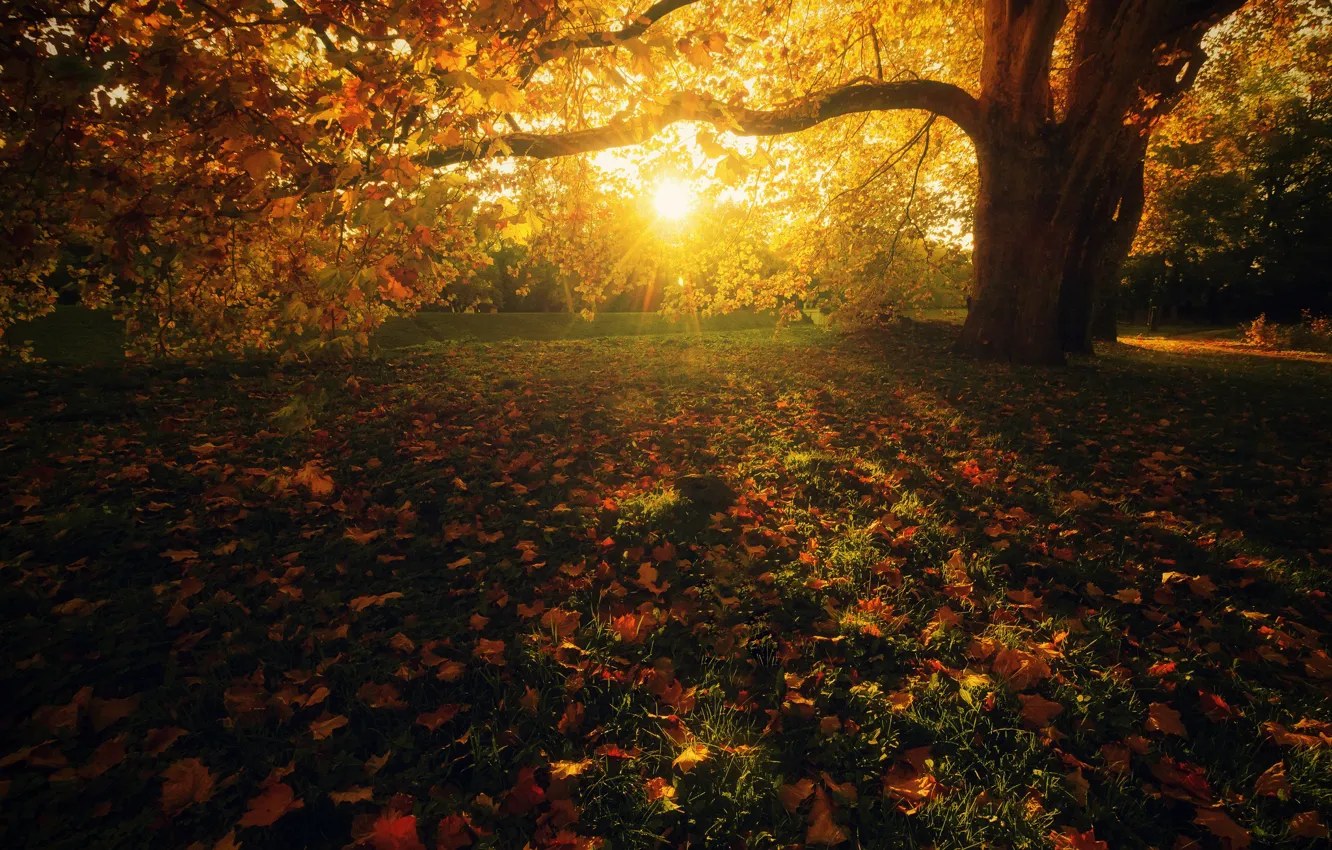 Photo wallpaper autumn, grass, leaves, the sun, rays, light, landscape, branches