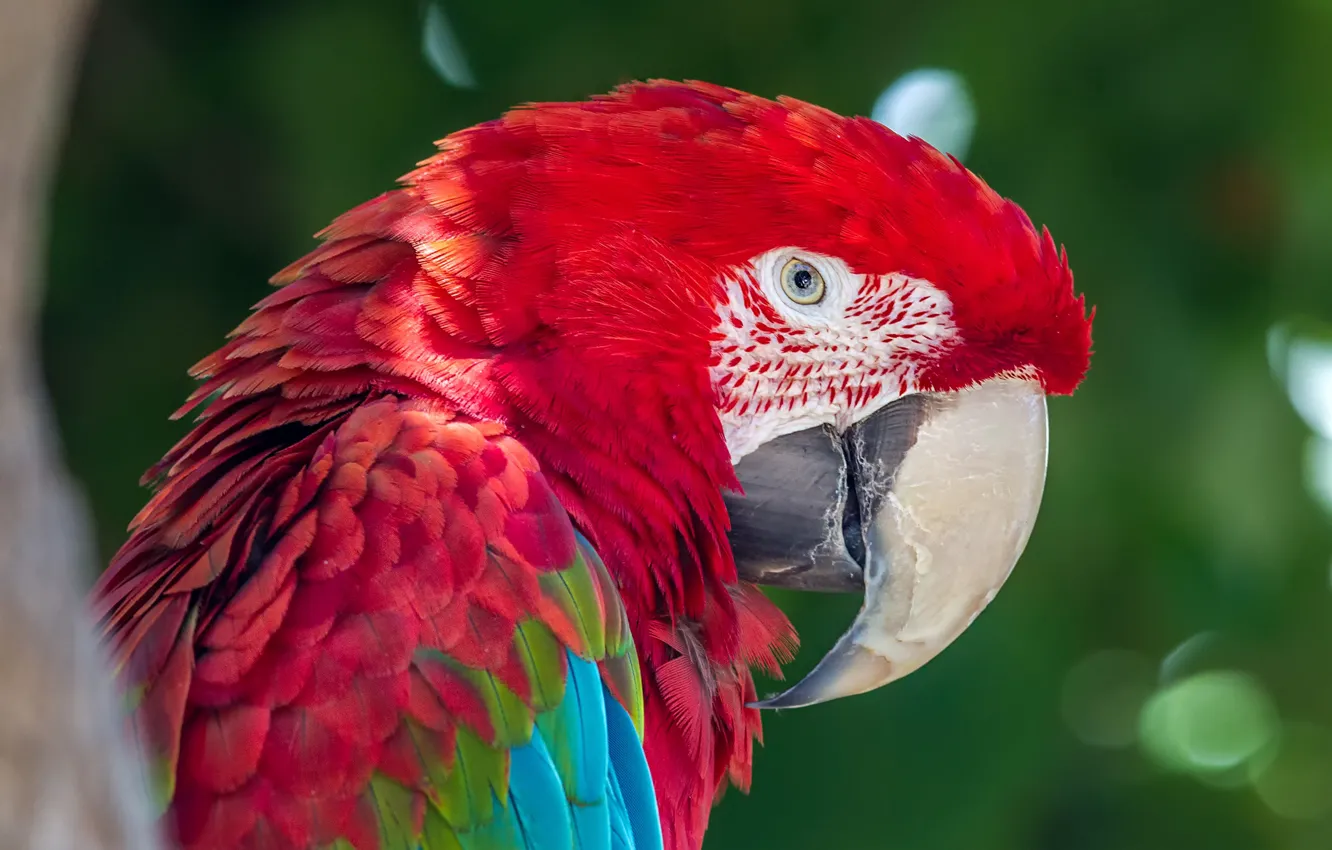 Photo wallpaper red, bird, portrait, parrot, Ara