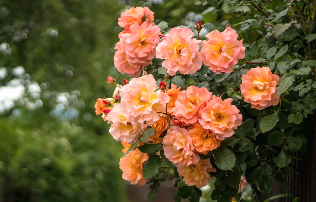 Photo wallpaper roses, the bushes, peach