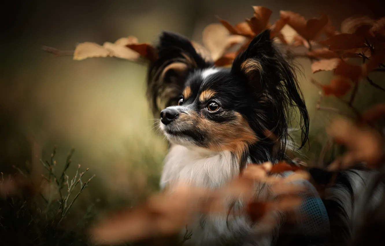 Photo wallpaper autumn, look, leaves, branches, nature, portrait, dog, blur