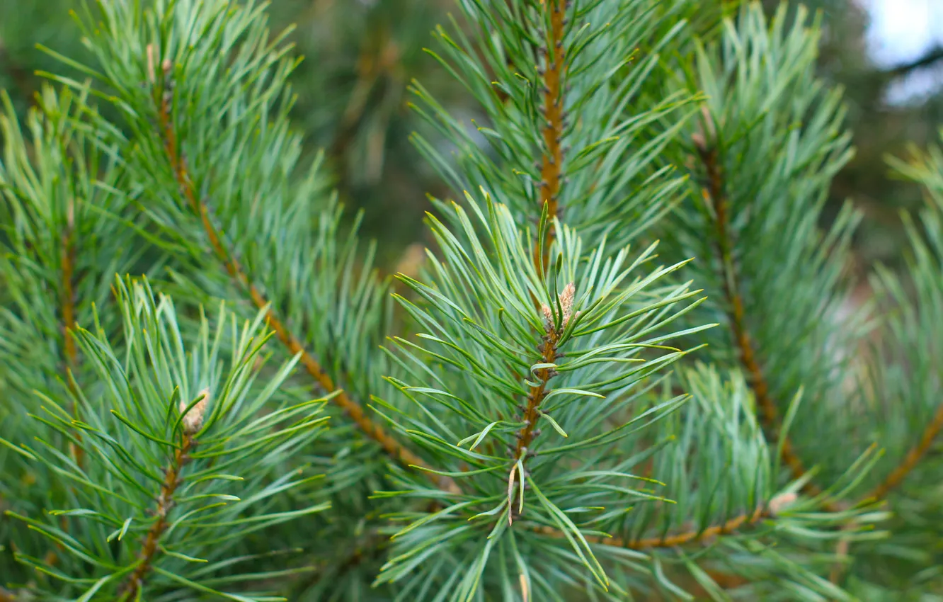 Photo wallpaper pine, spruce, twig