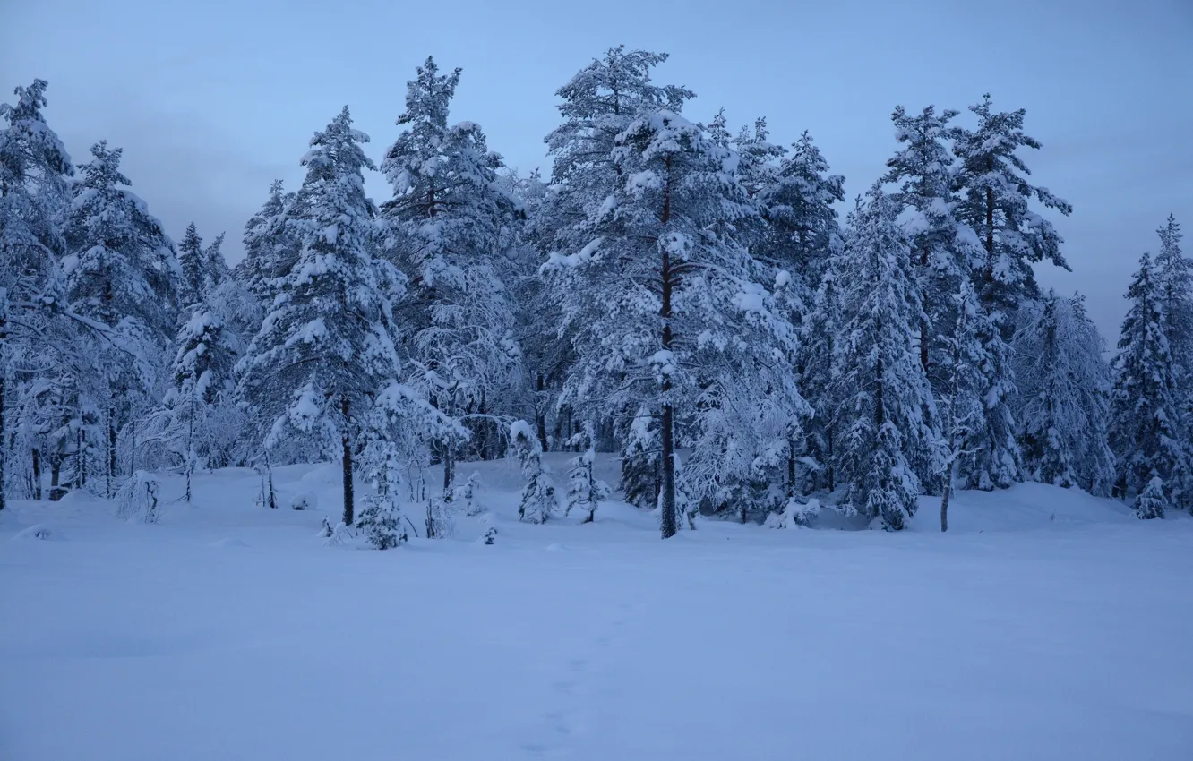 Photo wallpaper winter, frost, forest, the sky, snow, trees, nature, ate