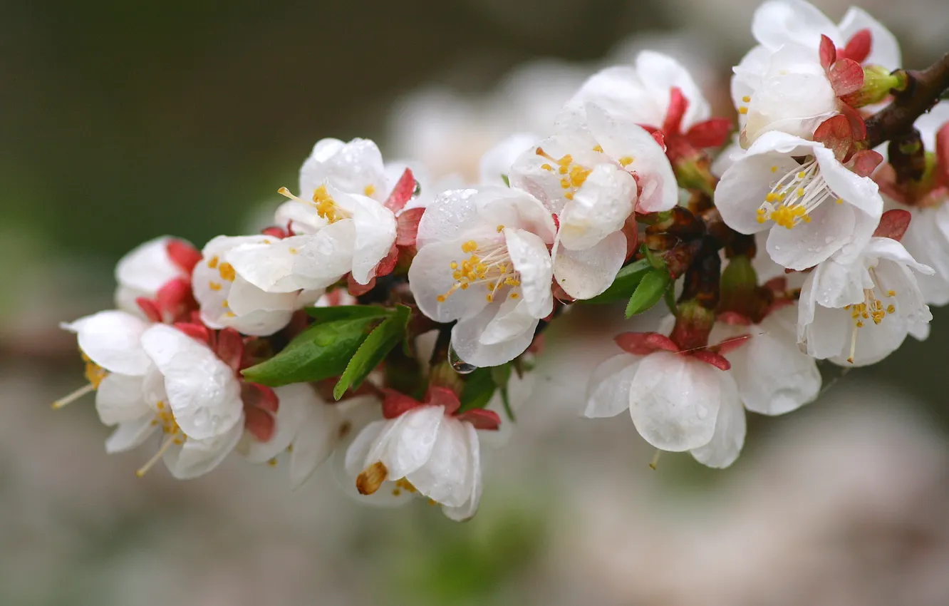 Photo wallpaper trees, flowers, flowering, peach tree