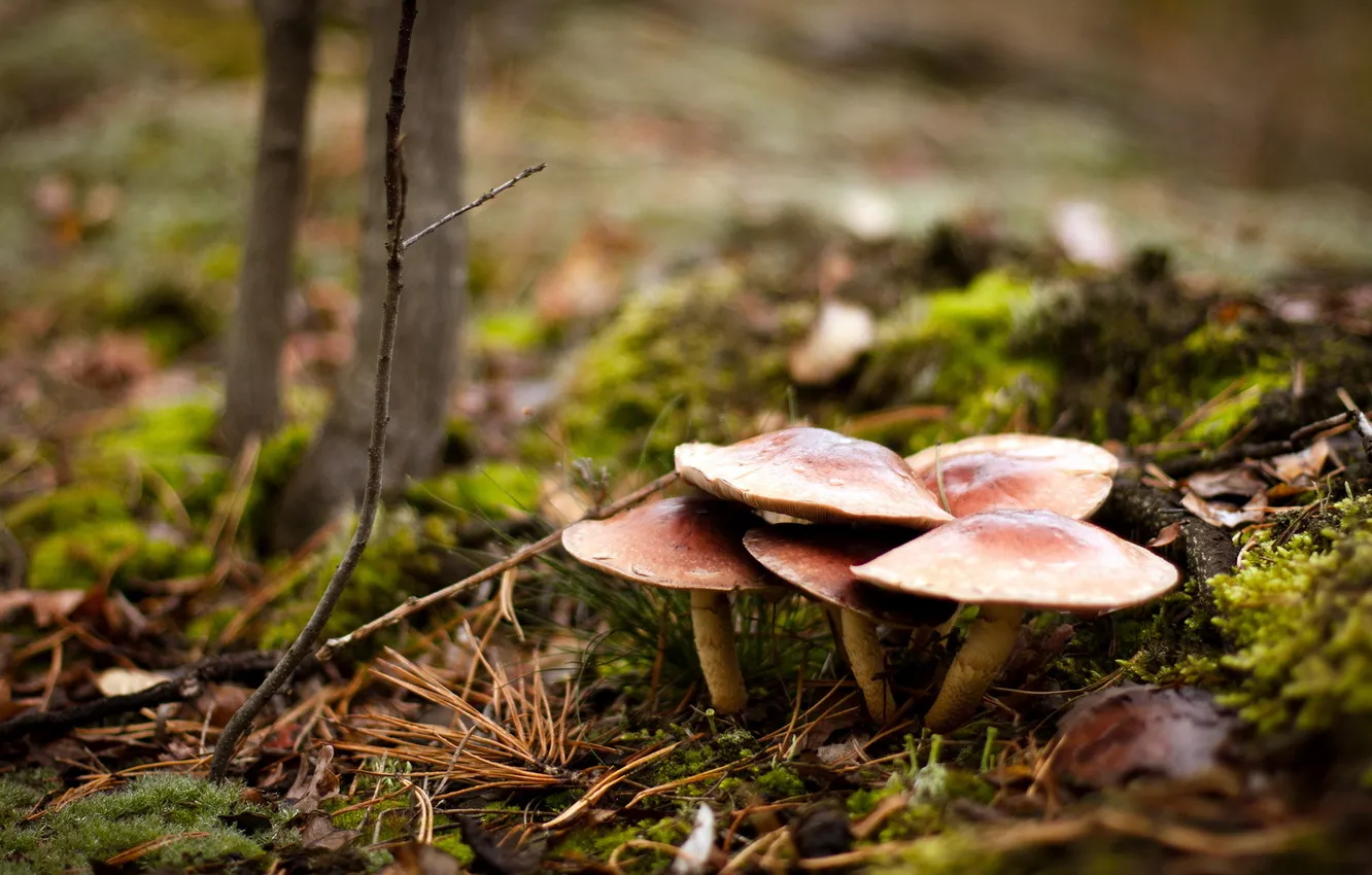 Photo wallpaper forest, nature, mushrooms