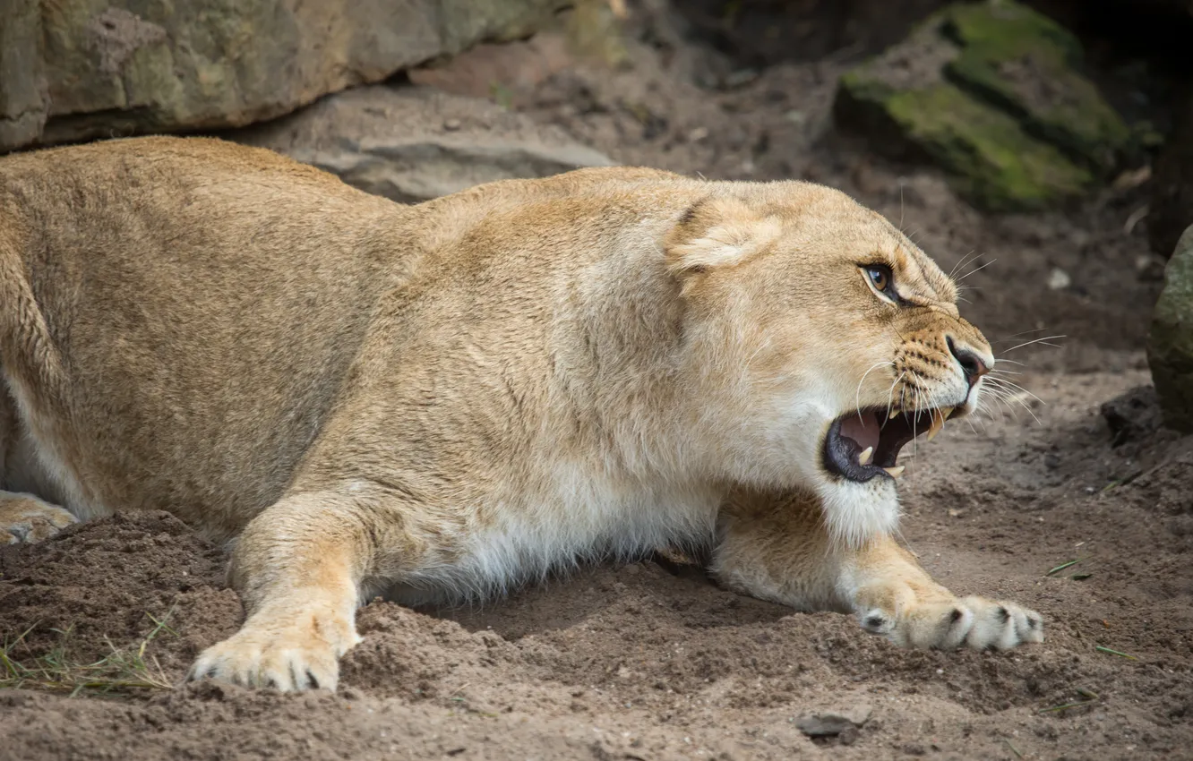 Photo wallpaper cat, mouth, grin, lioness