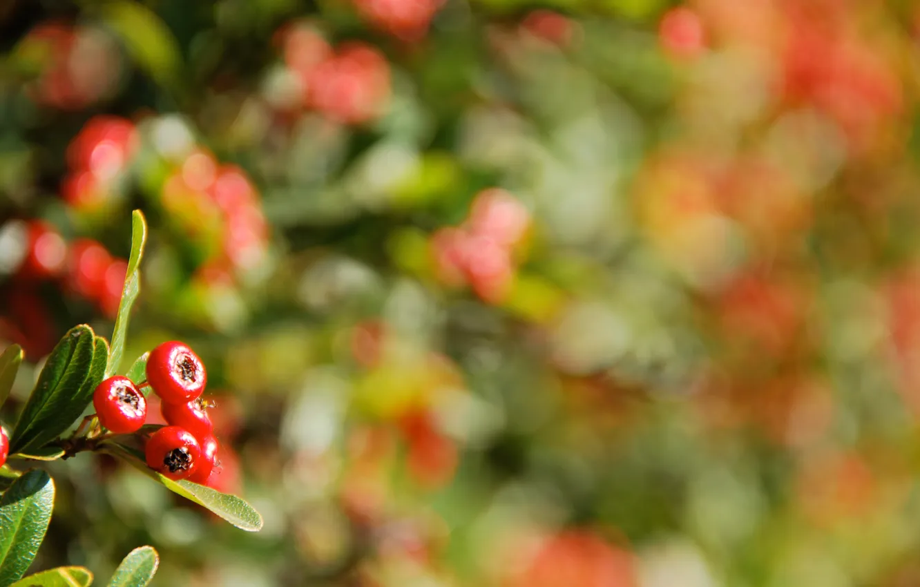 Photo wallpaper macro, branches, glare, berries, background, foliage, razmytost