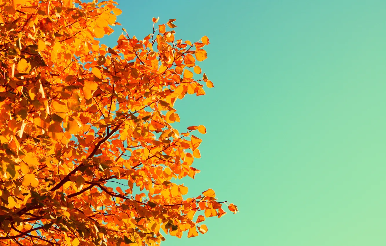 Photo wallpaper autumn, the sky, leaves, trees
