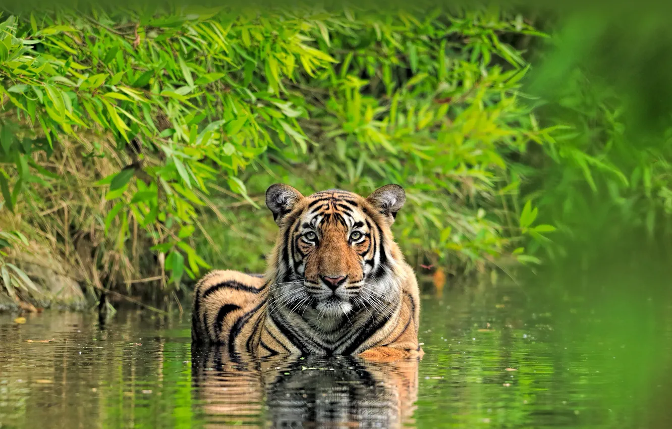 Photo wallpaper Bengal Tiger, India, big cat, Ranthambore National Park