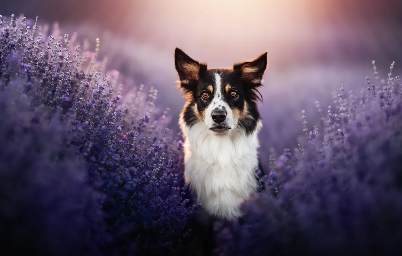 Photo wallpaper face, flowers, dog, lavender, the border collie