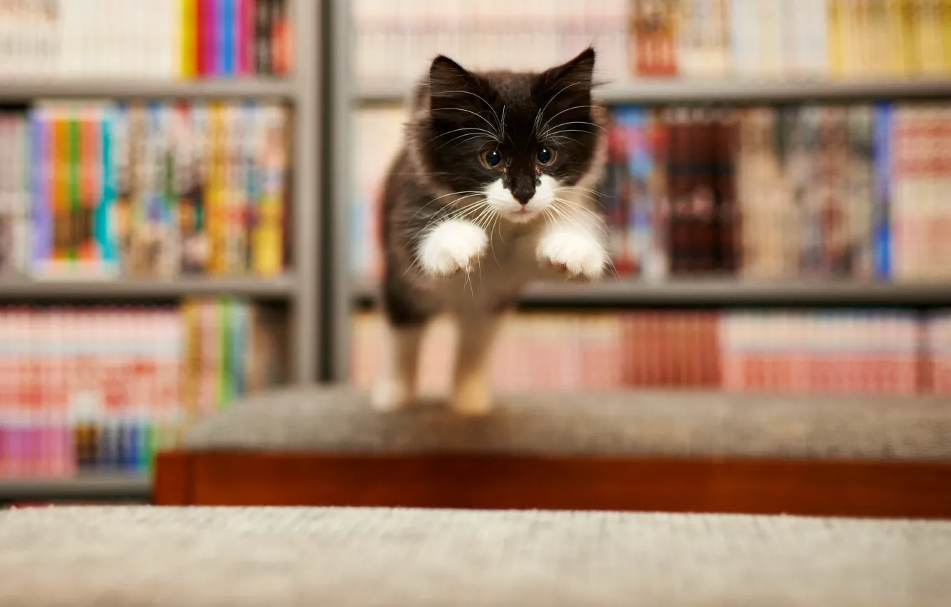 Photo wallpaper cat, background, jump