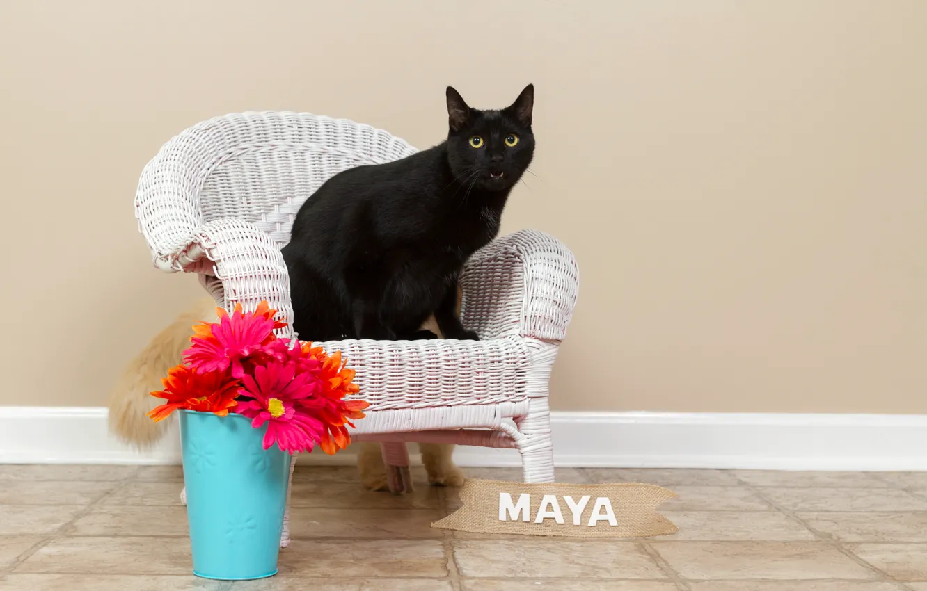 Photo wallpaper cat, cat, look, flowers, wall, bouquet, chair, mouth