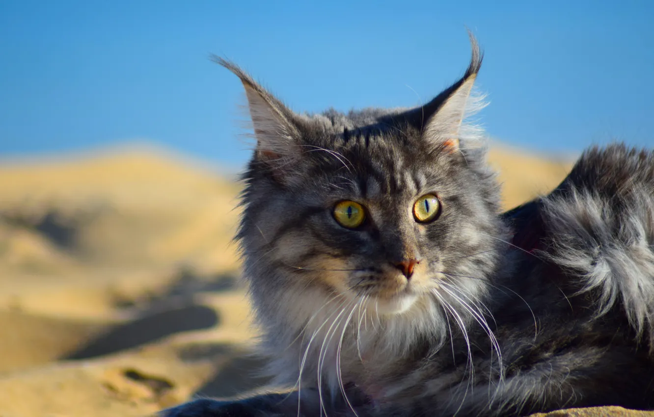 Photo wallpaper sand, cat, beach, cat, look, face, light, nature