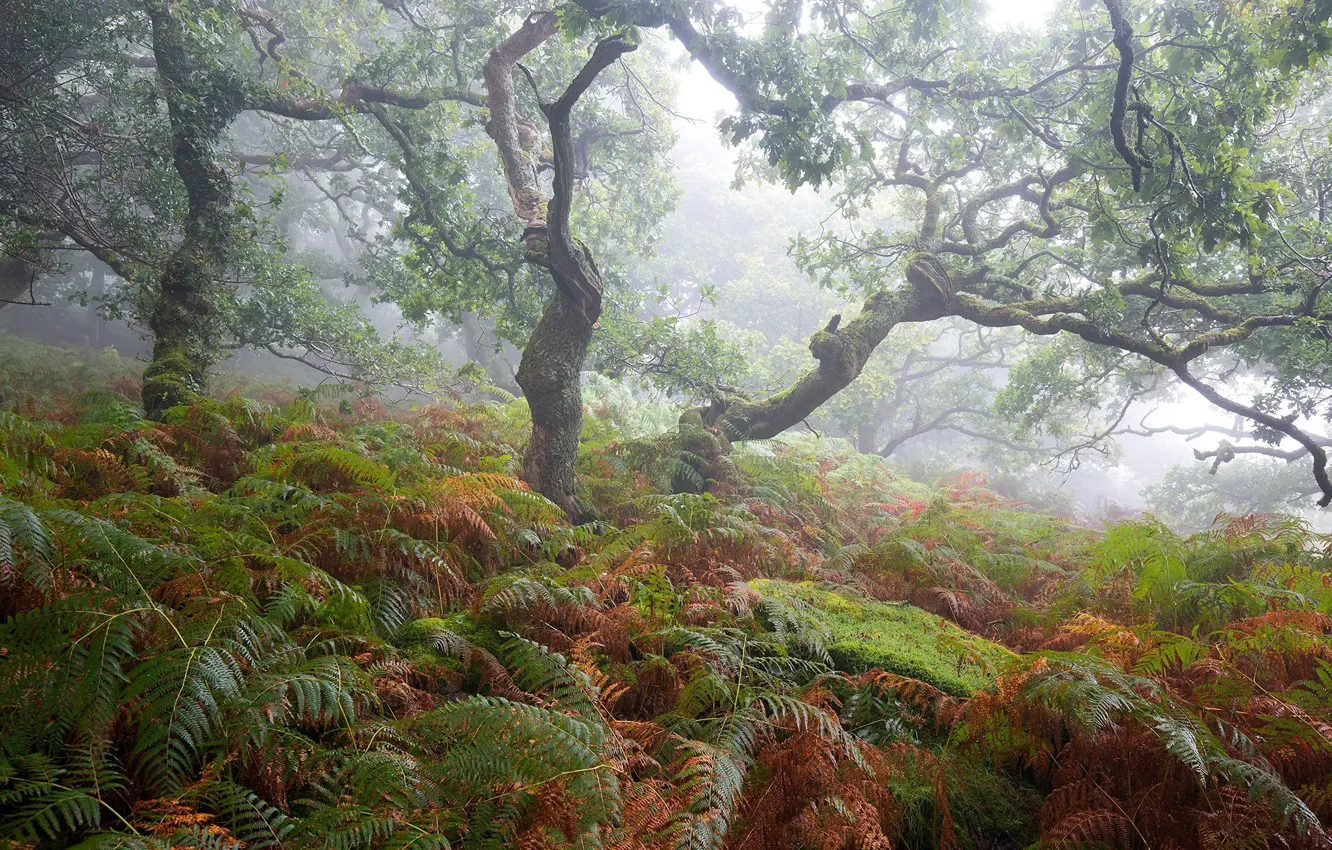 Photo wallpaper forest, nature, fog