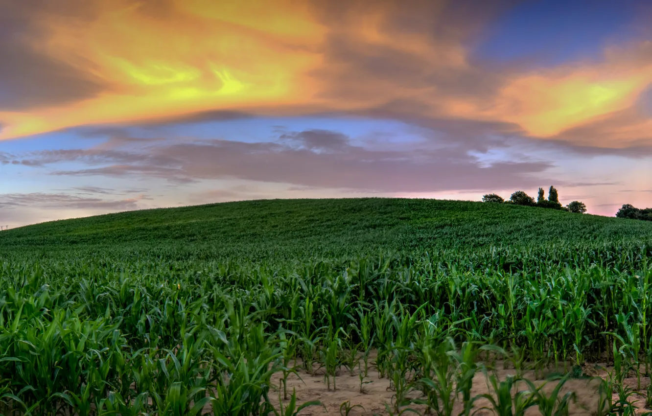 Photo wallpaper the sky, green, sky, nature, cornfield, Cornfield