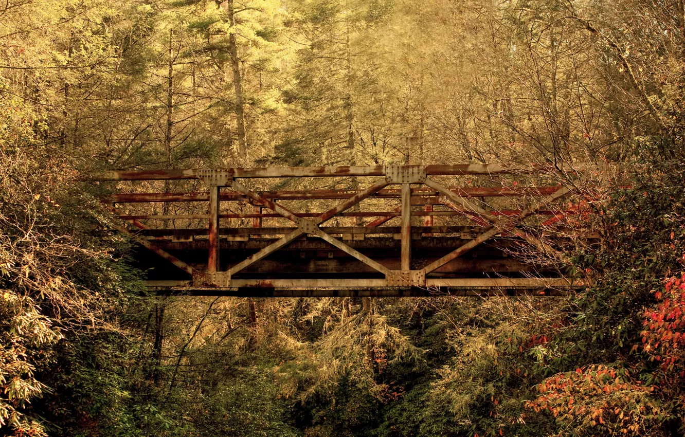 Photo wallpaper autumn, forest, leaves, bridge, South Carolina