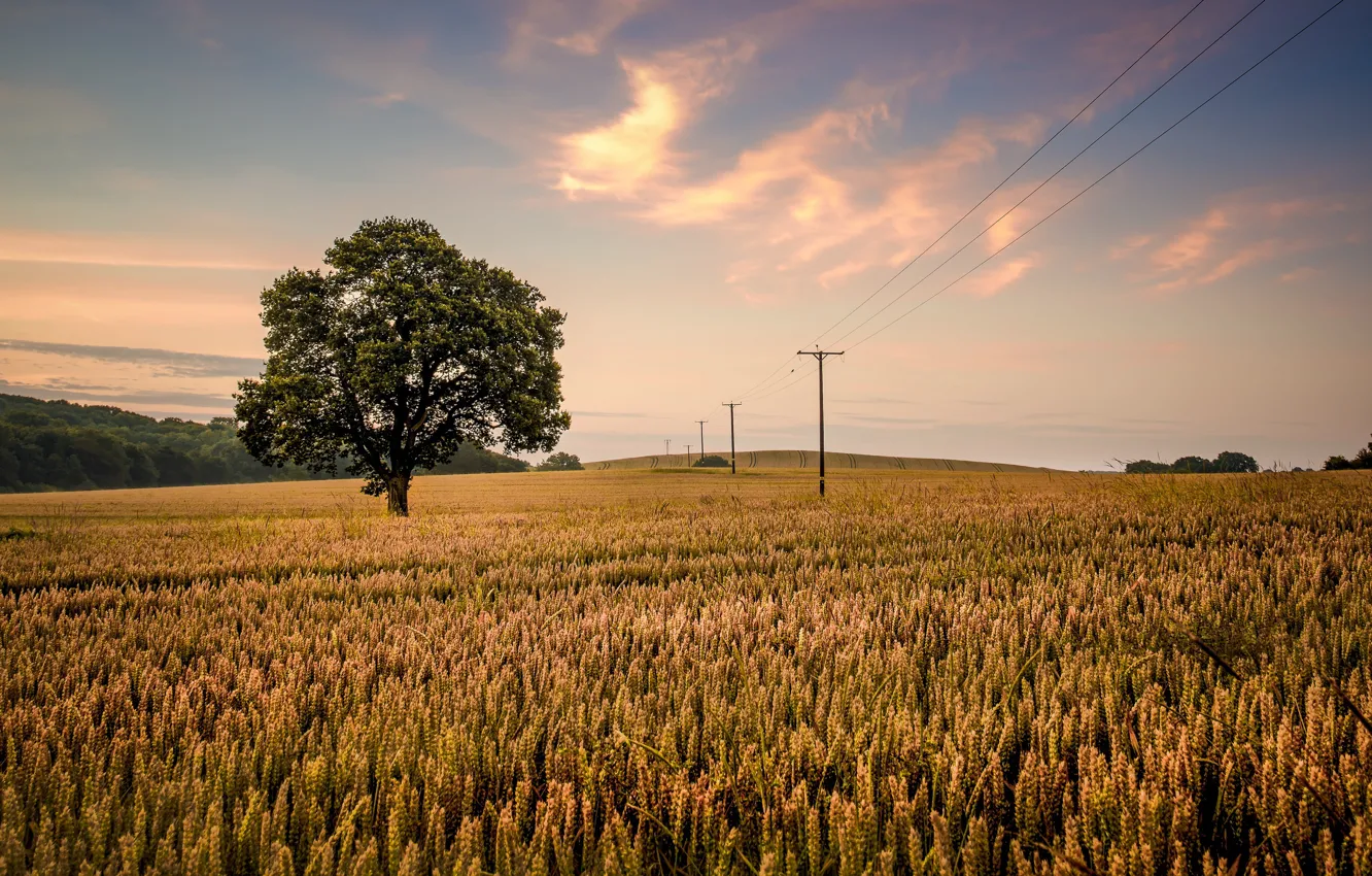 Photo wallpaper field, trees, power lines