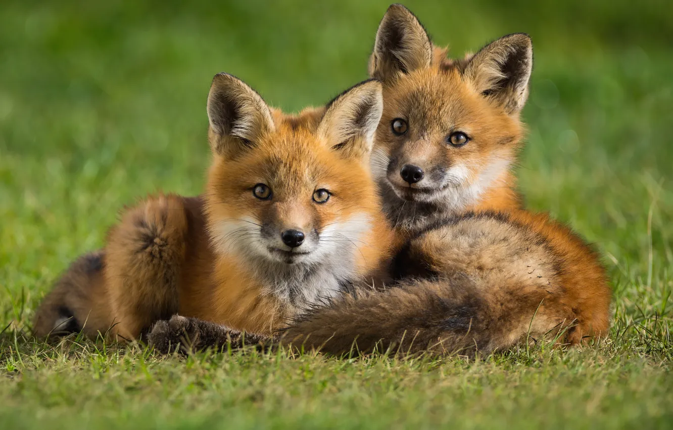 Photo wallpaper grass, nature, animal, pair, Fox, cub, Fox