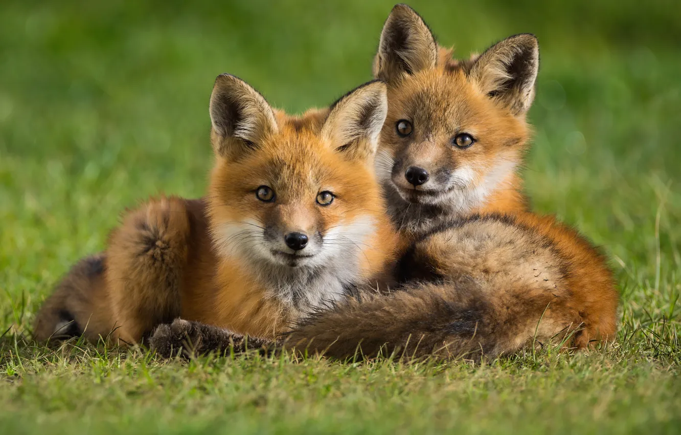 Photo wallpaper animals, grass, nature, pair, Fox, cubs, cubs