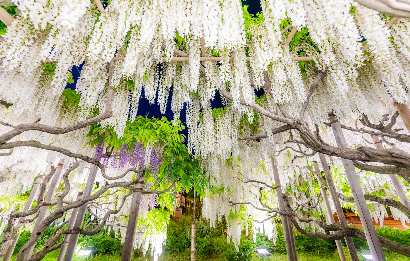 Photo wallpaper flowers, nature, Wisteria, Wisteria