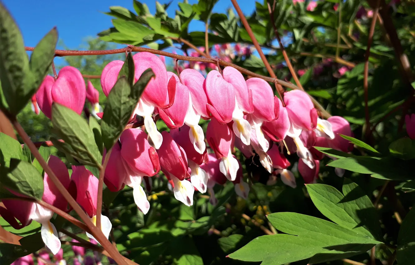 Photo wallpaper flowers, flower, nature, pink, broken heart