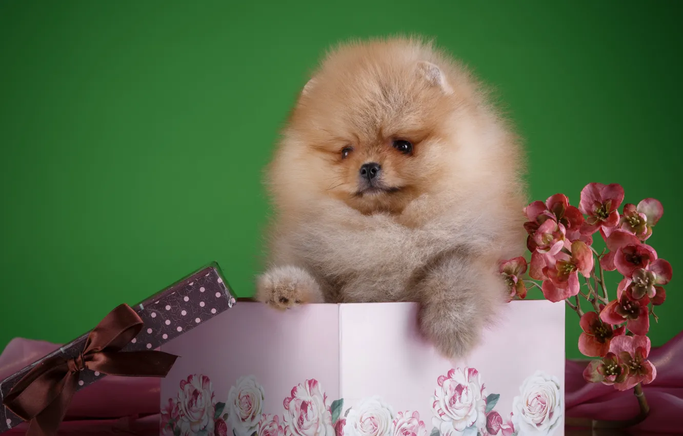 Photo wallpaper flowers, box, fluffy, puppy, Spitz
