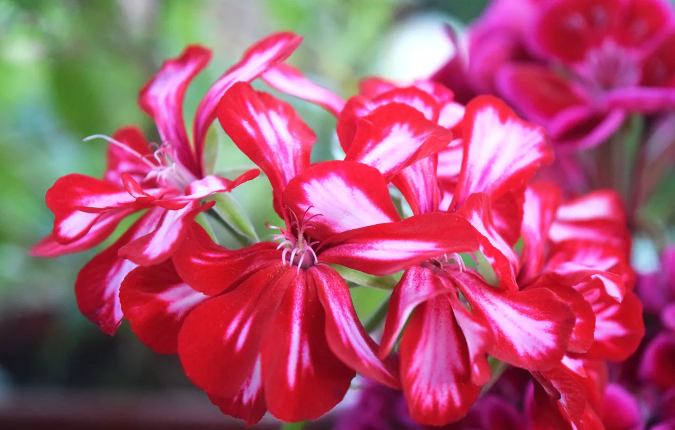 Photo wallpaper flower, red, widescreen, fuchsia