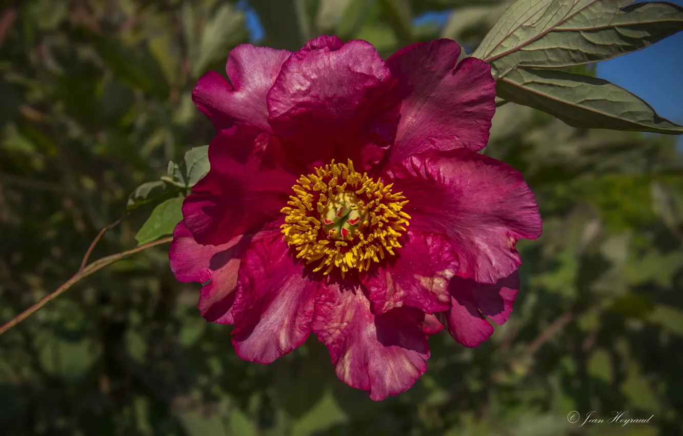 Photo wallpaper flowers, background, peonies