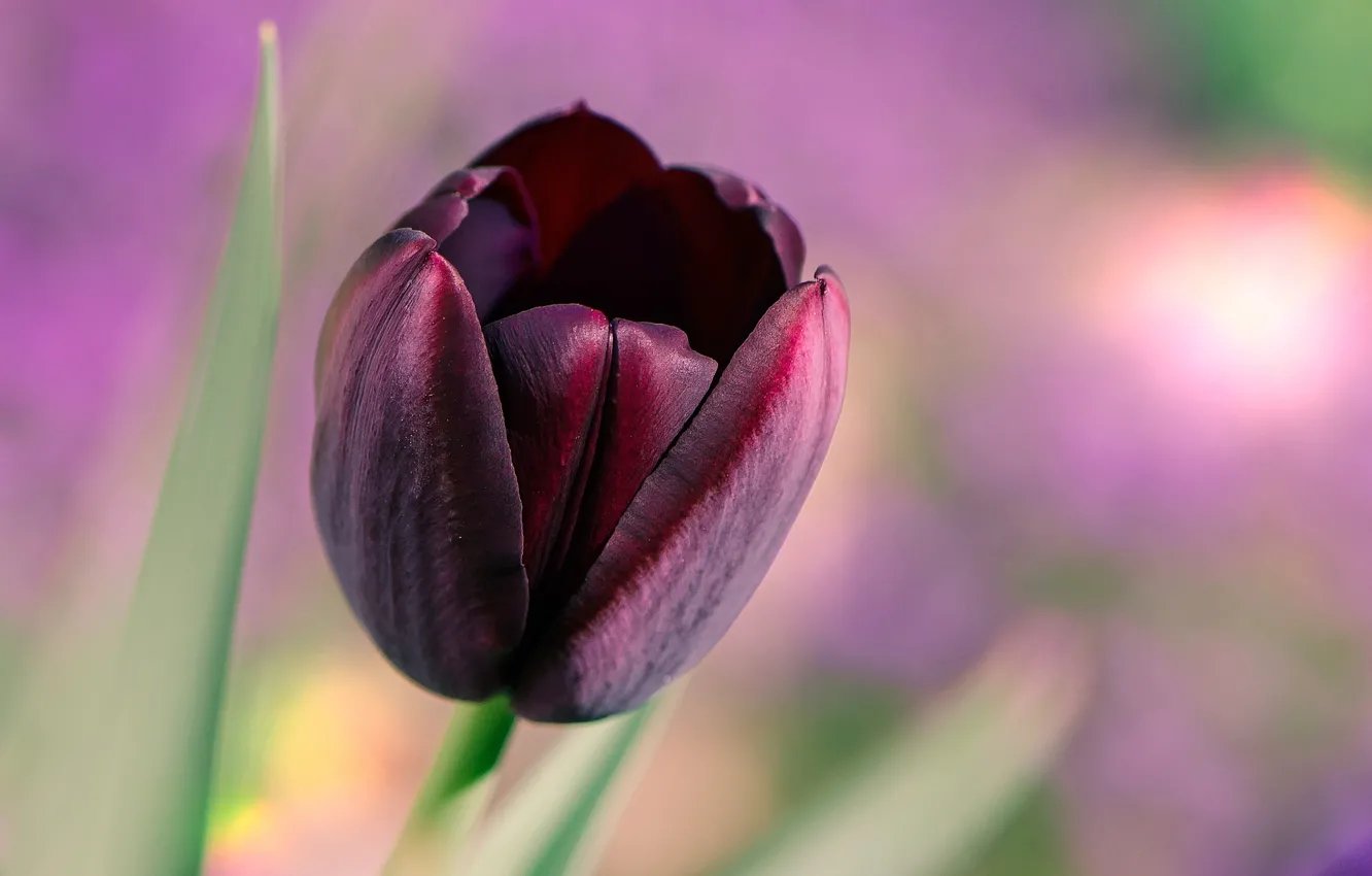 Photo wallpaper macro, black, tulips, eternal