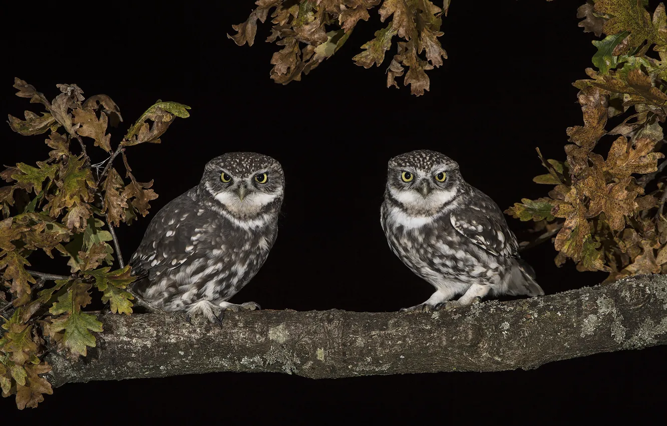 Photo wallpaper night, owl, branch, pair
