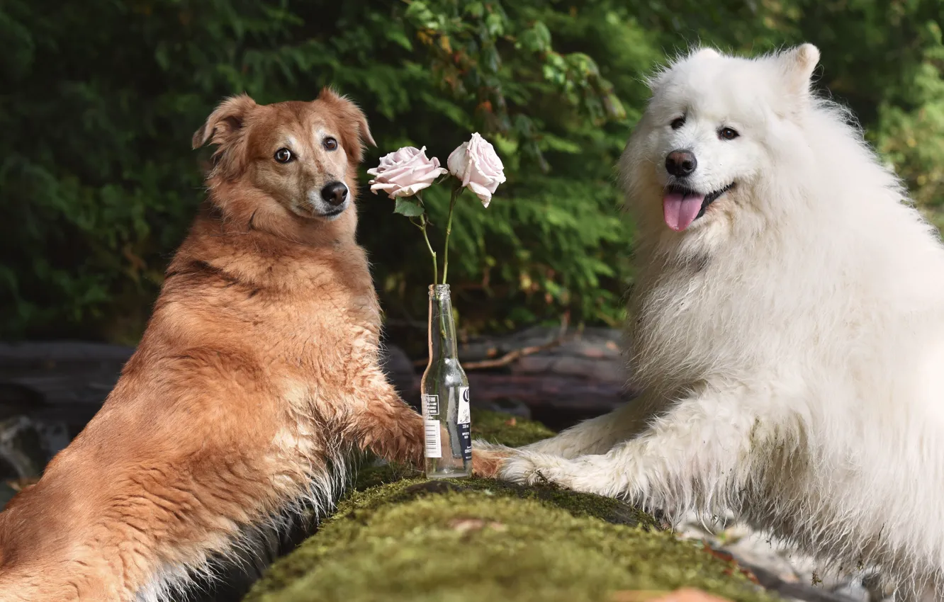 Photo wallpaper dog, look, pose, face, Samoyed