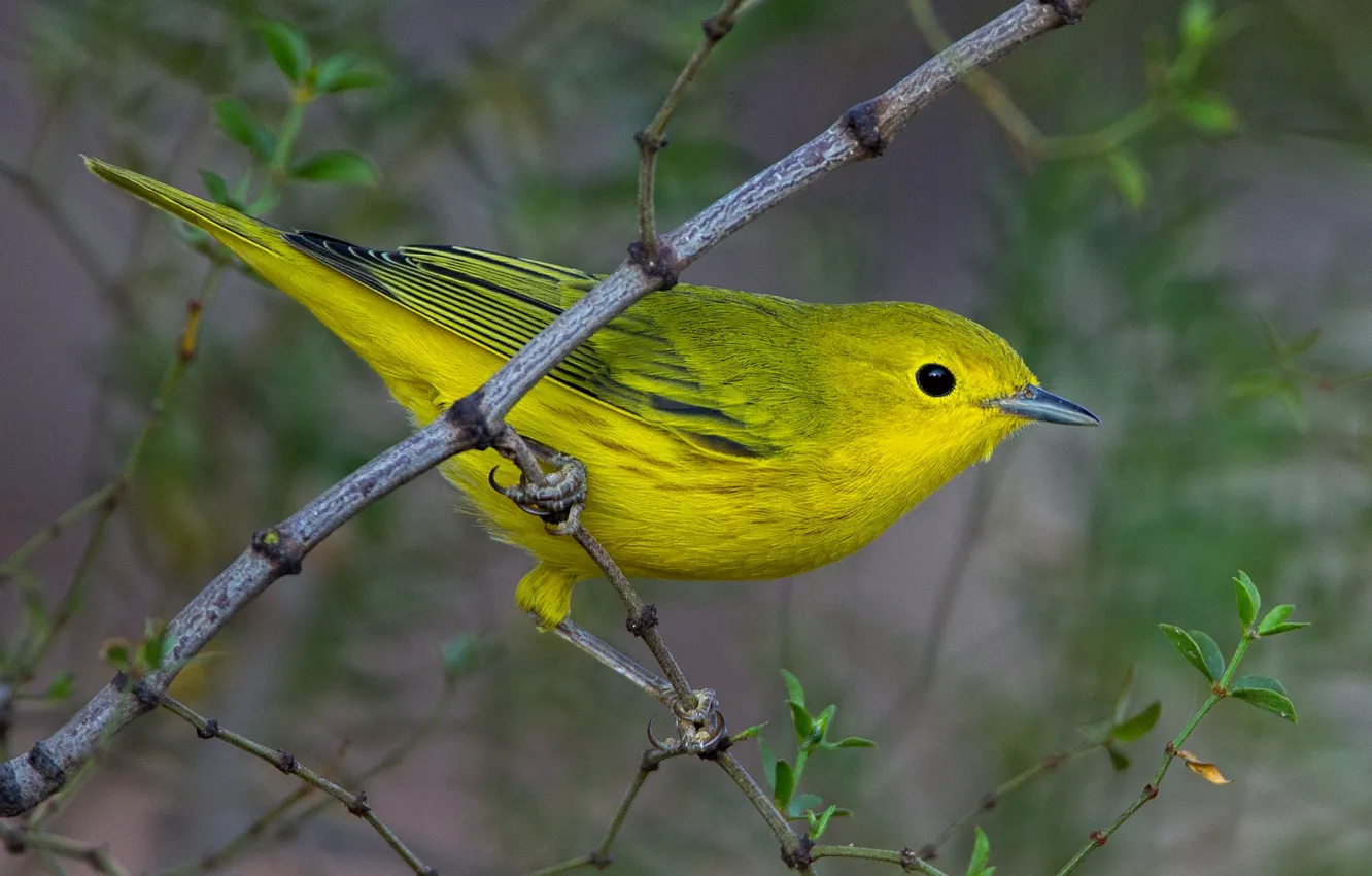 Photo wallpaper bird, branch, beak, yellow drevenica