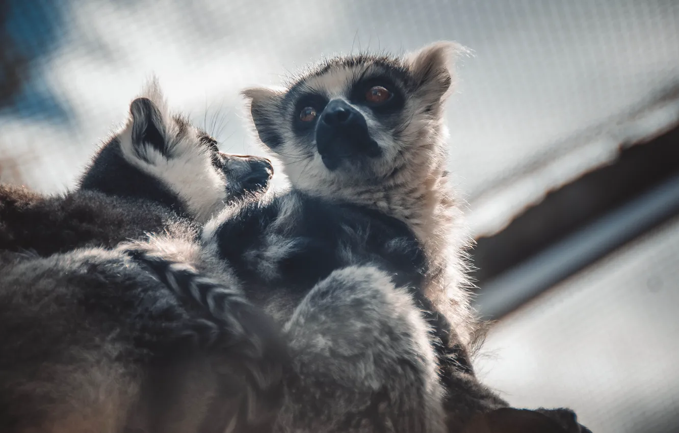 Photo wallpaper lemur, fauna, beautiful, zoo, animal
