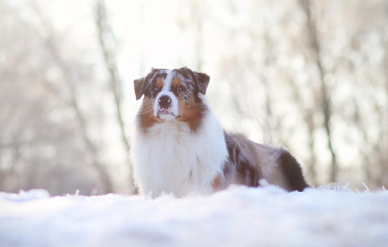 Photo wallpaper winter, look, snow, nature, dog, Australian shepherd, Aussie