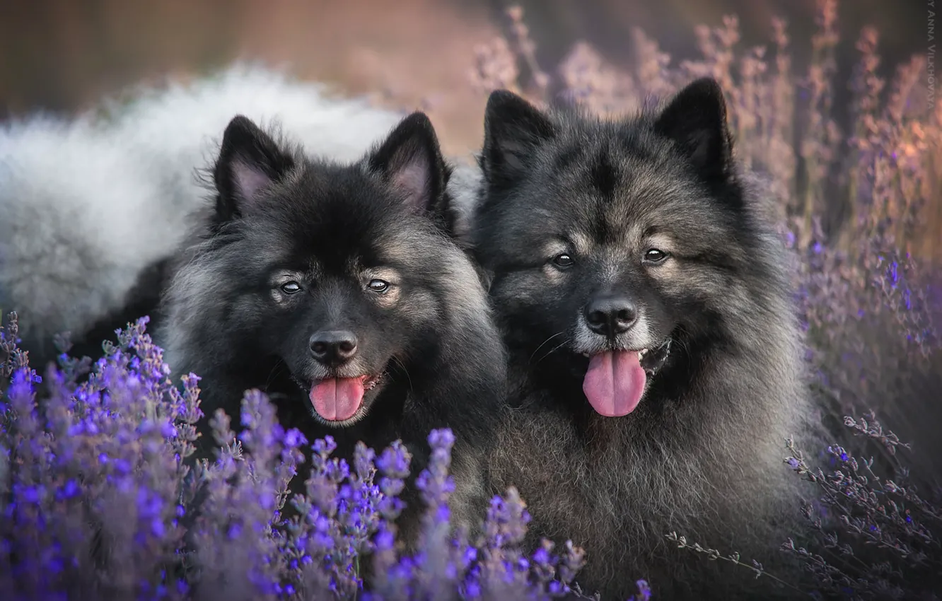 Photo wallpaper look, languages, a couple, muzzle, lavender, two dogs, Finnish lapphund, Anna Vilkhovaya