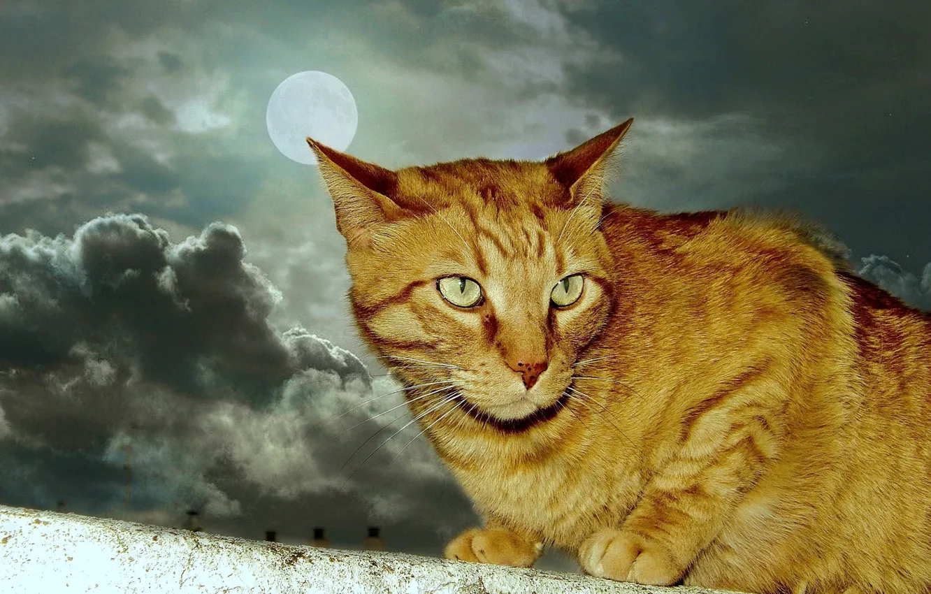 Photo wallpaper moon, animals, cat, clouds