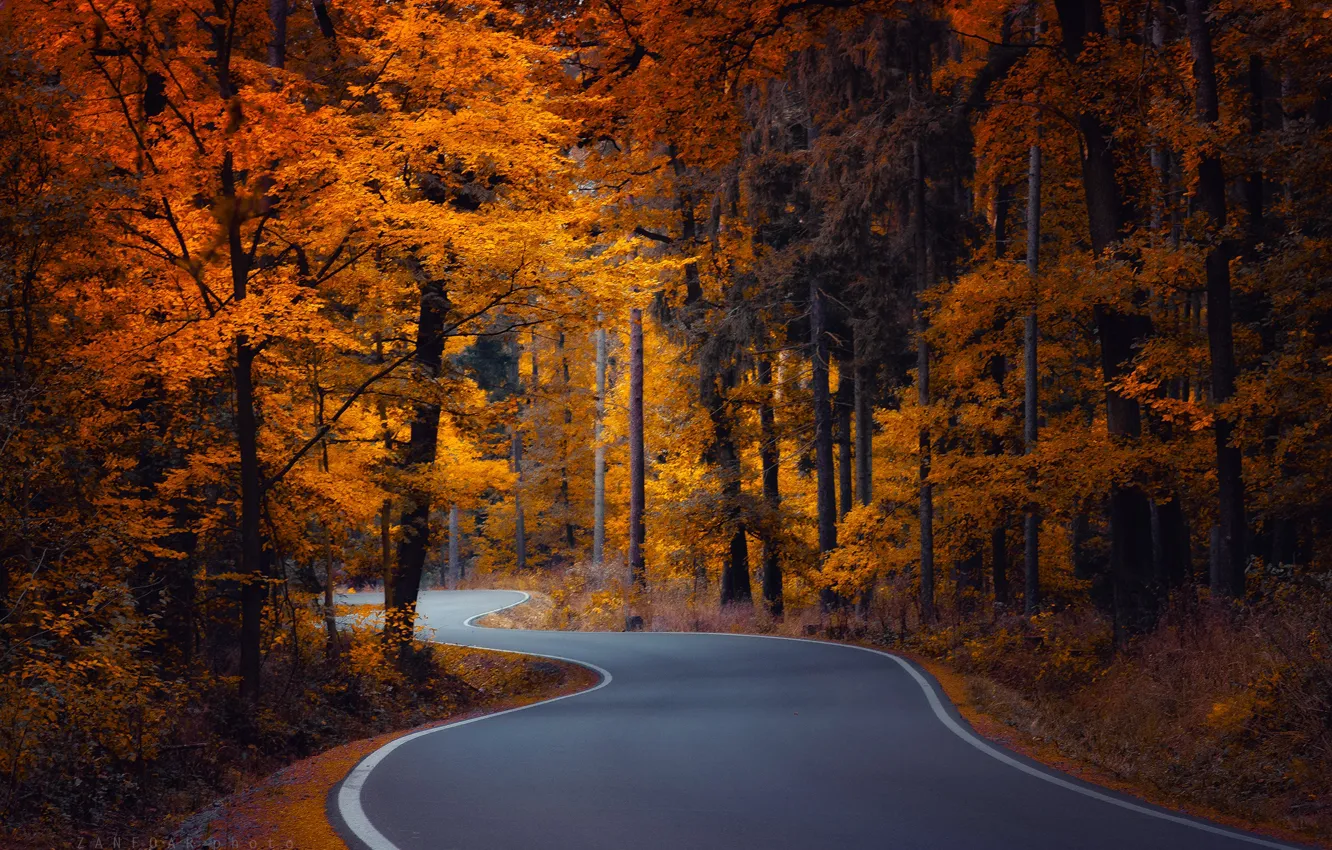 Photo wallpaper road, autumn, forest, trees, Czech Republic, winding