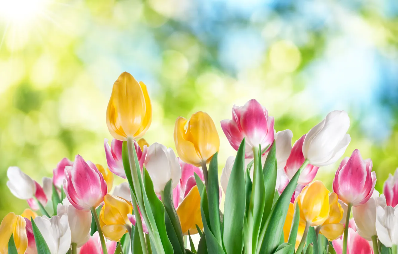 Photo wallpaper flowers, tulips, brightness, bokeh