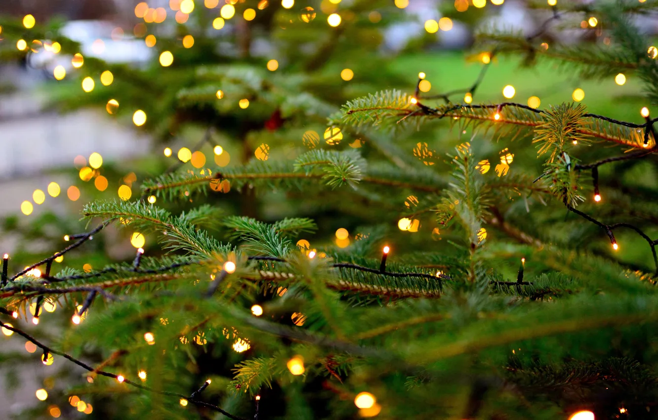 Photo wallpaper tree, garland, fir-tree branches