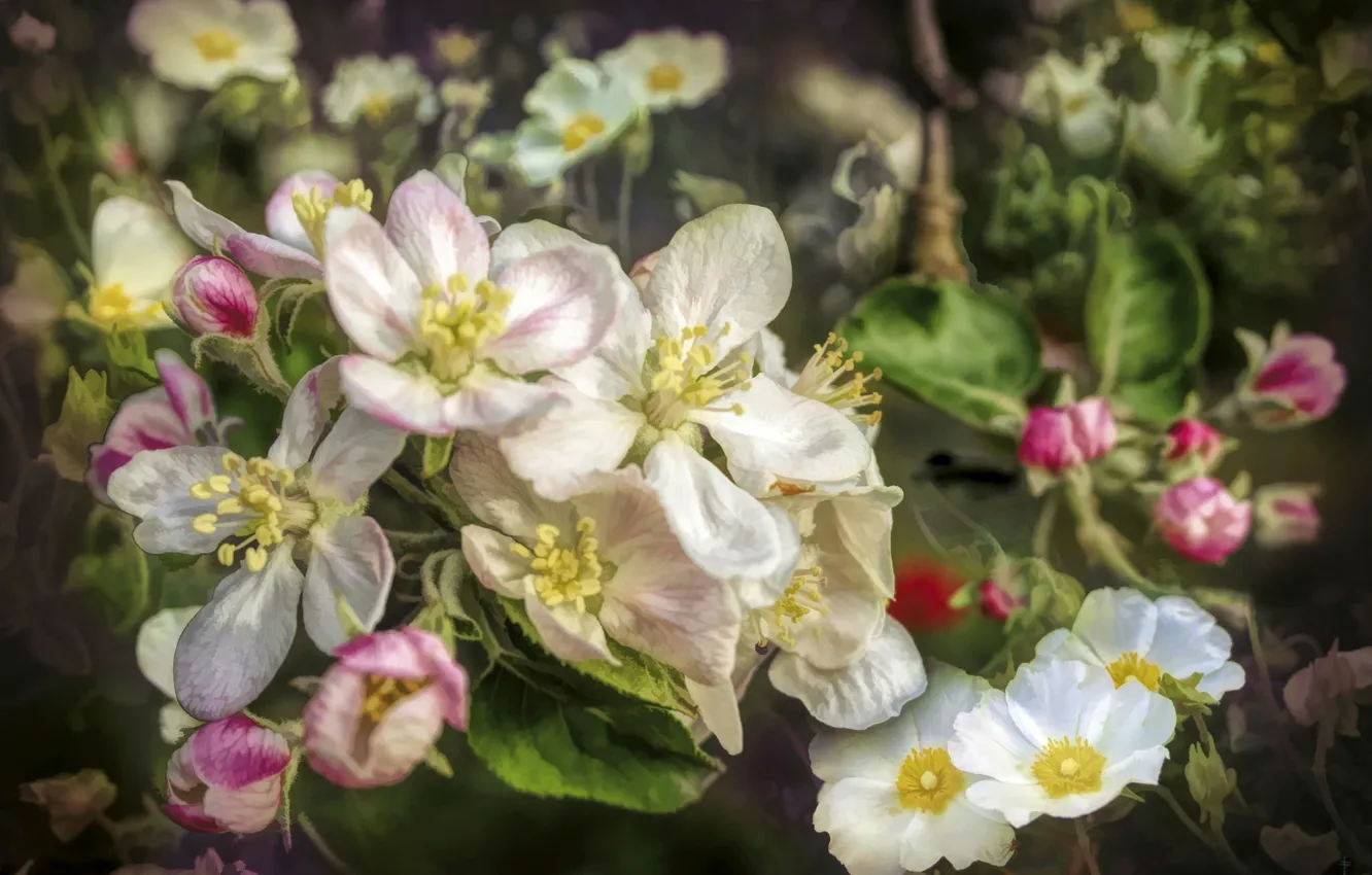 Photo wallpaper collage, spring, Apple, anemone