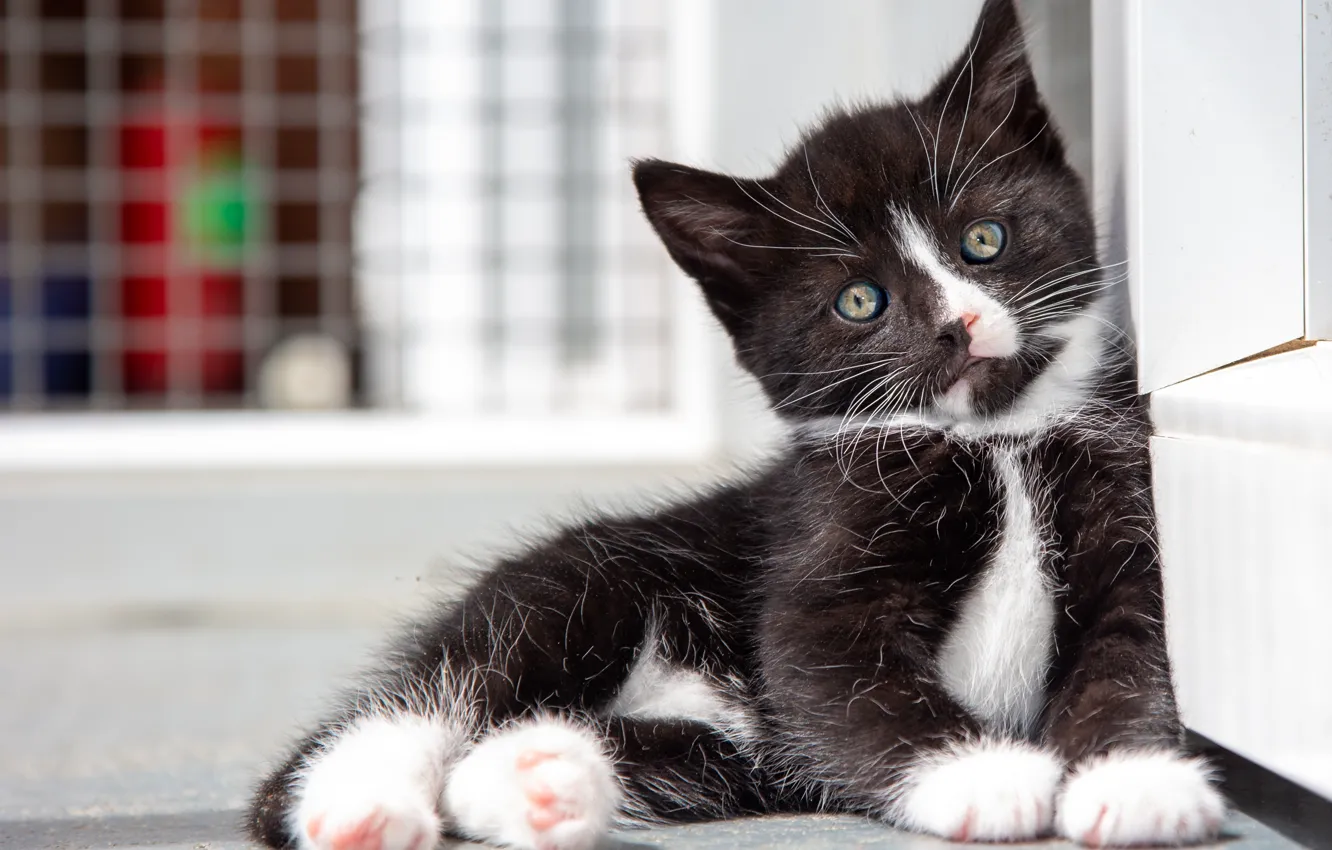 Photo wallpaper cat, white, look, pose, background, mesh, black, portrait