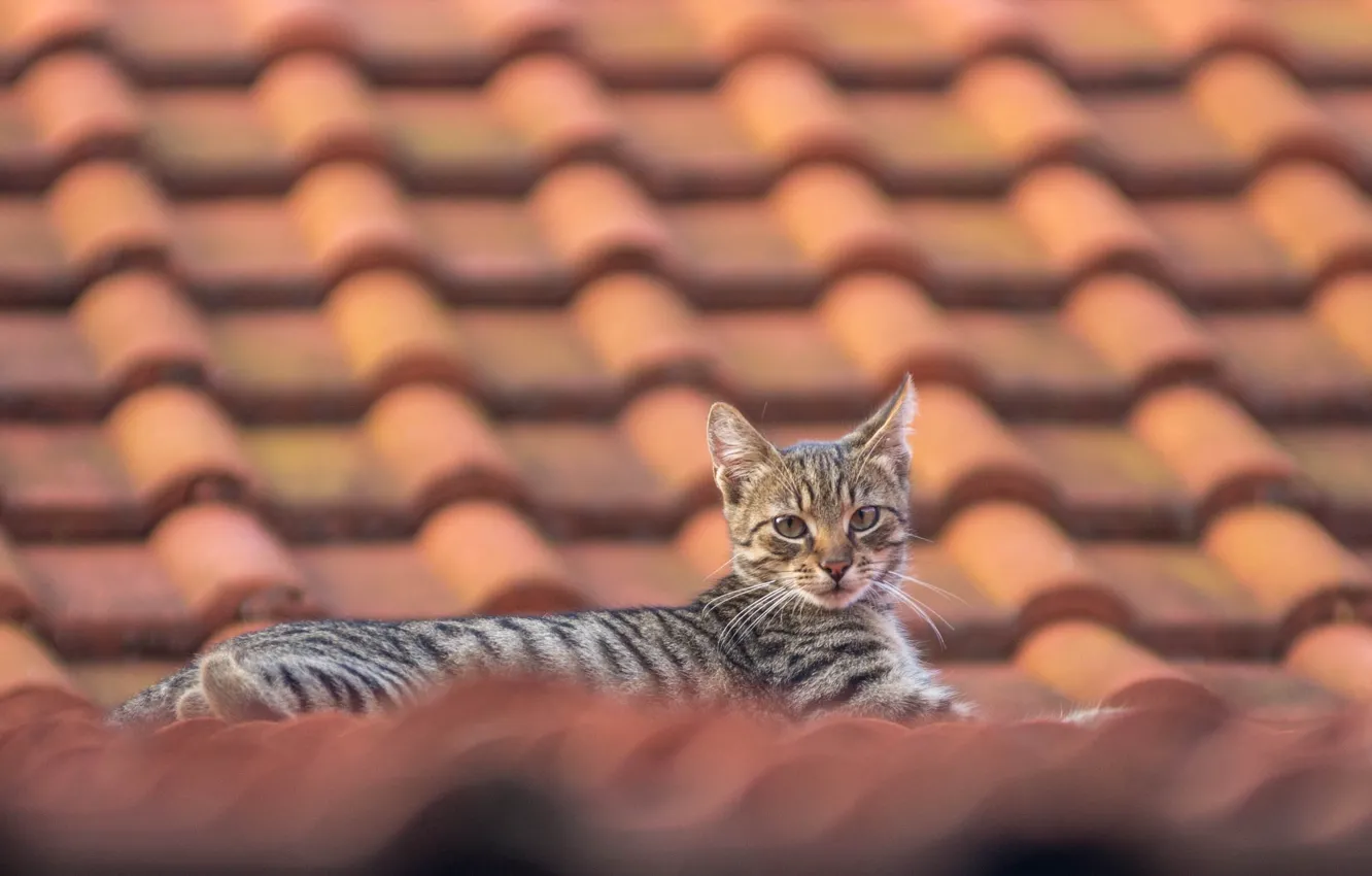 Photo wallpaper roof, look, cat