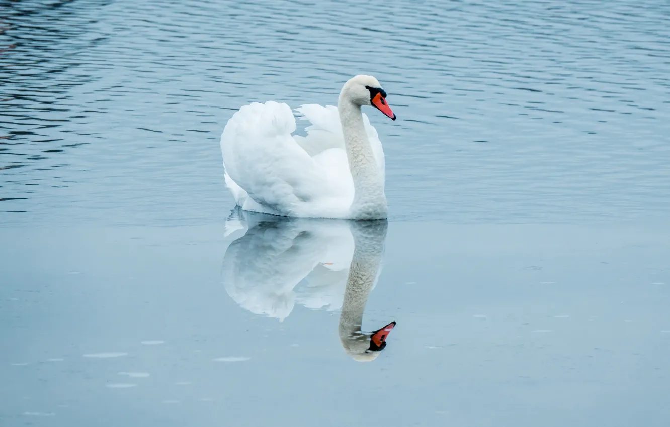 Photo wallpaper white, water, reflection, bird, swans, pond, blue background, swimming