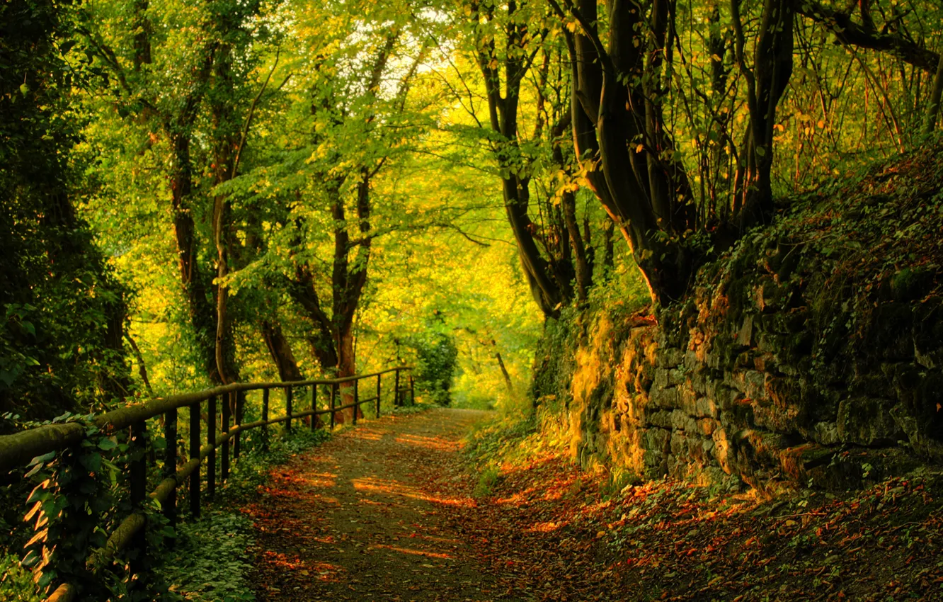 Photo wallpaper road, forest, leaves, trees