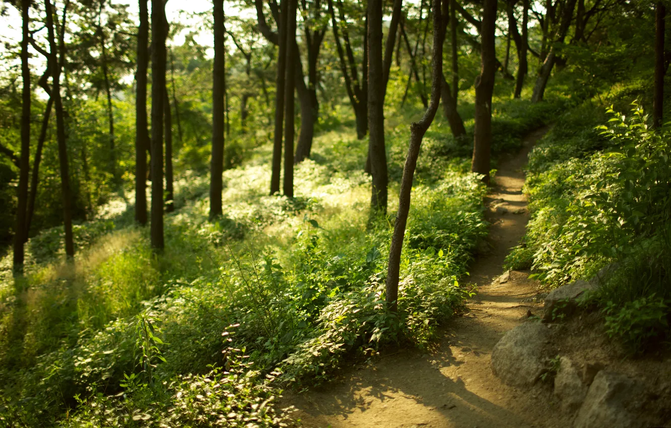 Photo wallpaper forest, grass, trees, focus, blur, path