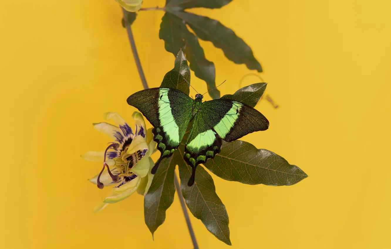 Photo wallpaper leaves, macro, branches, butterfly, yellow background