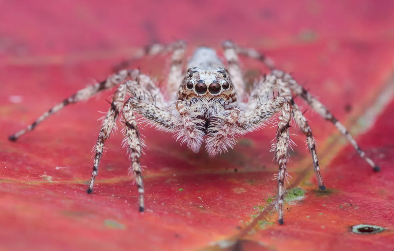 Photo wallpaper leaves, macro, background, spider, insect