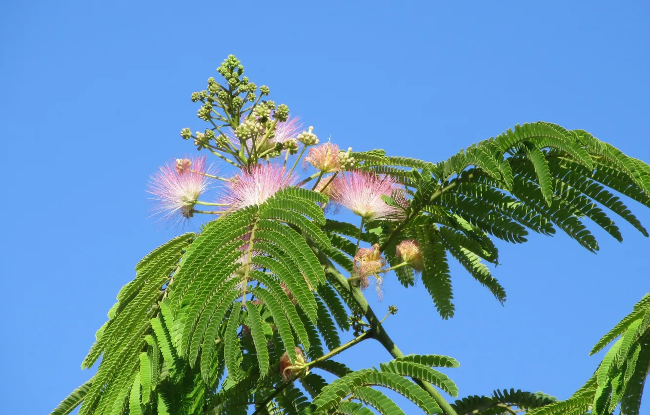 Photo wallpaper trees, acacia, Mamala ©, Summer 2018